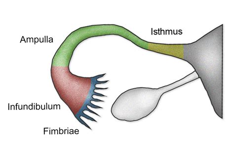 fimbriae|Fimbriae Of The Uterine Tube: Anatomy & Function .